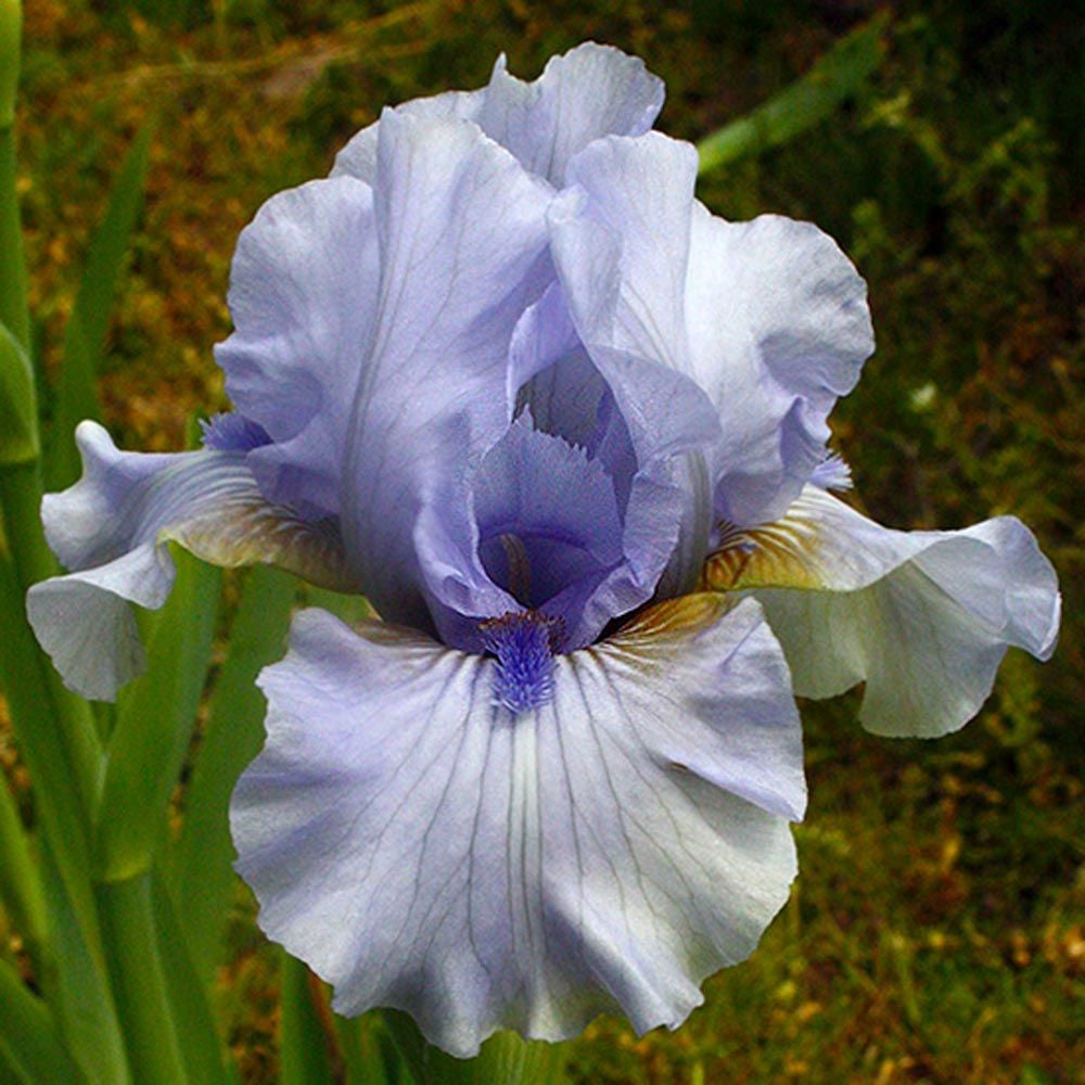 Iris germanica 'August Treat' Reblooming White Flower Farm