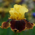  Iris germanica 'Vintage Charm' - Reblooming