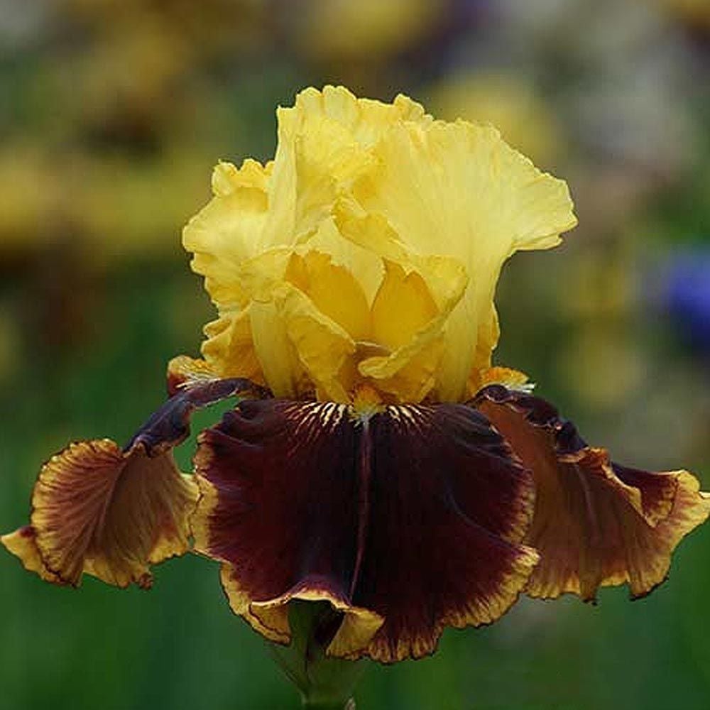 Iris germanica 'Vintage Charm' - Reblooming