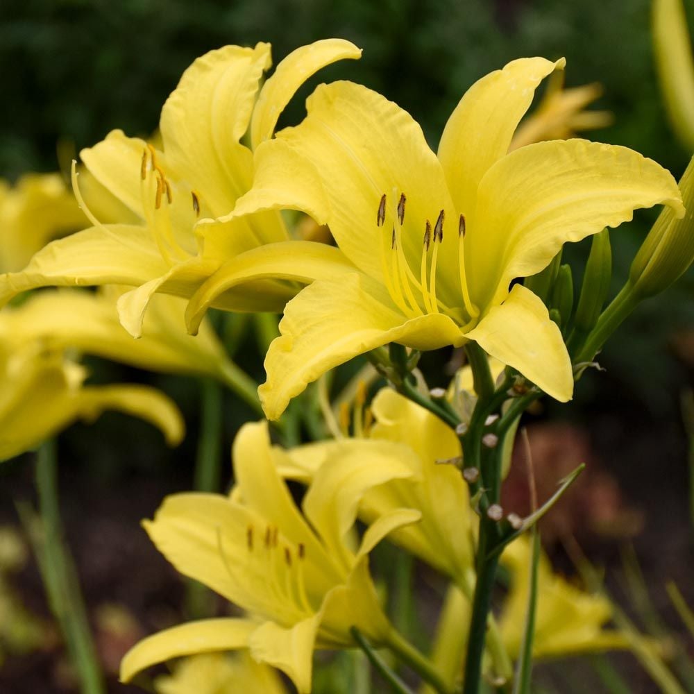 Hemerocallis (Daylily) 'Hyperion'