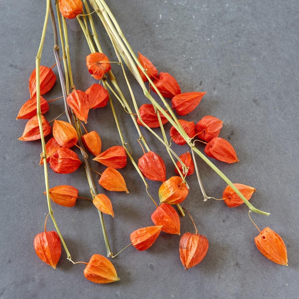 Chinese Lantern Stems | White Flower Farm