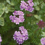  Verbena tenuisecta 'Edith'