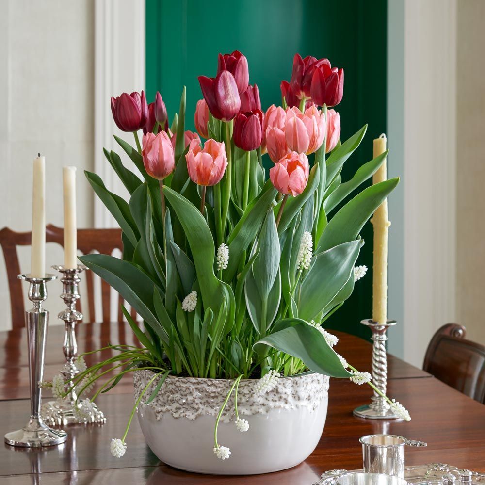 New Bulb Gardens White Flower Farm