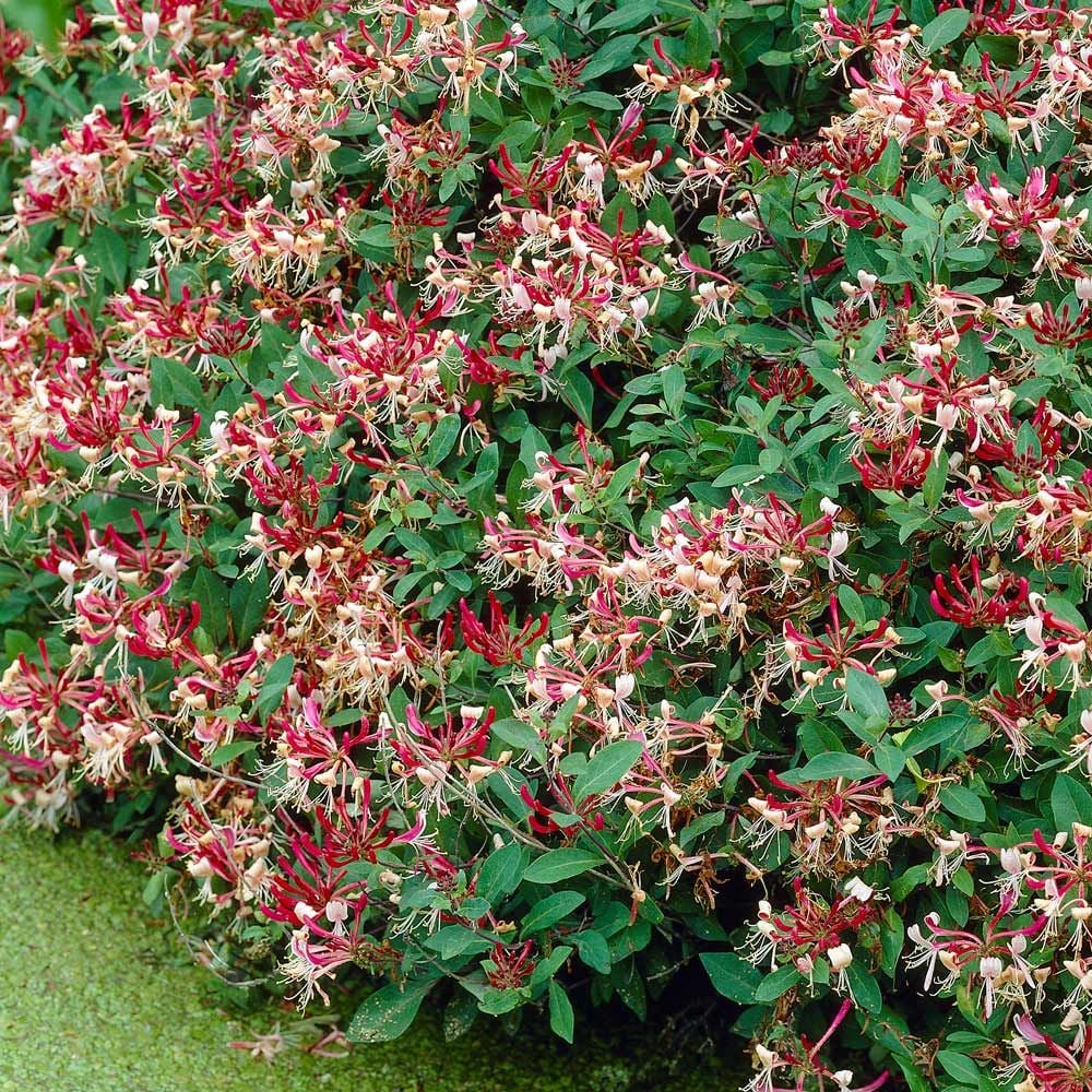 Lonicera periclymenum 'Serotina'