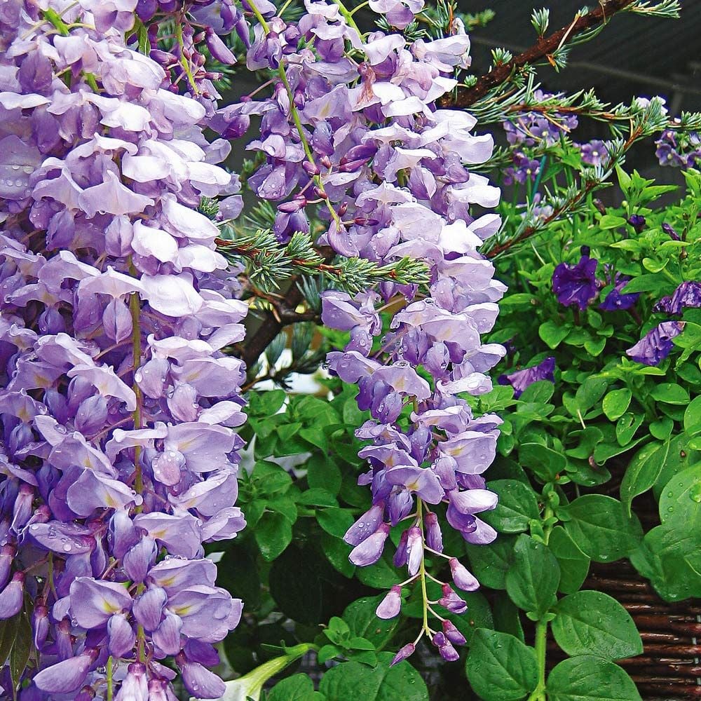 Wisteria floribunda Lavender Falls