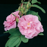  Rose rugosa 'Thérèse Bugnet'