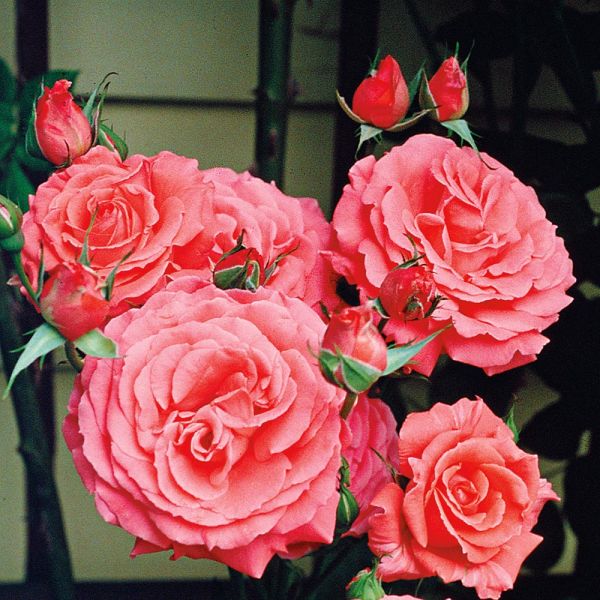 Rose America™ White Flower Farm