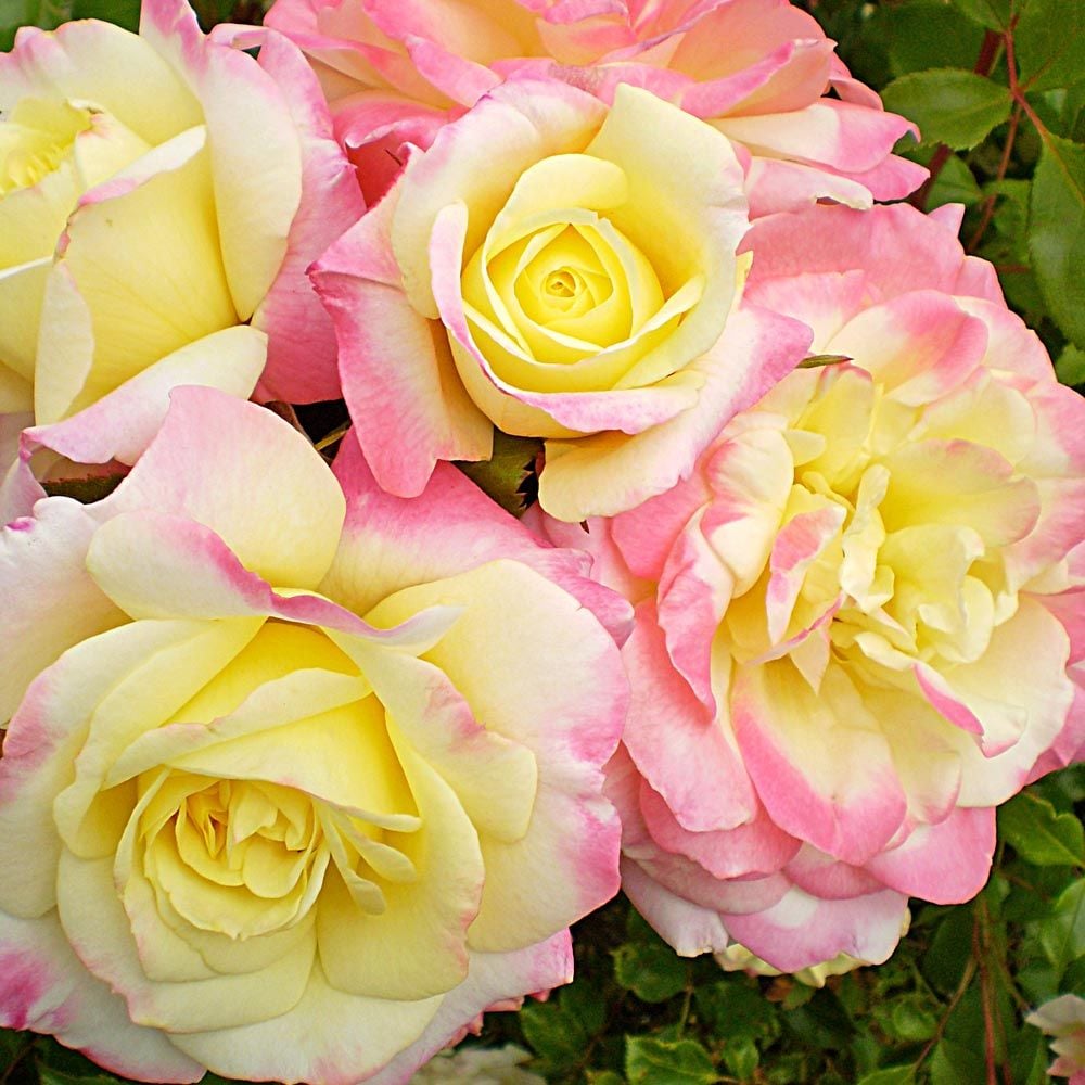 Rose Easy Elegance® Music Box