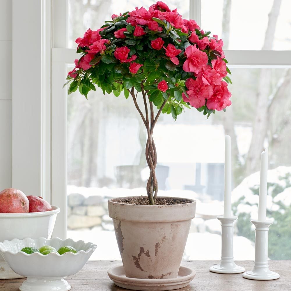 Pink Azalea Topiary in gray clay pot and saucer