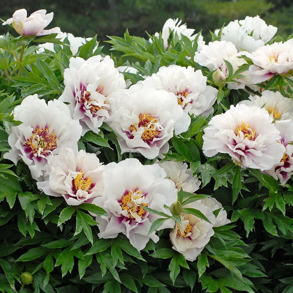 Peony 'Cora Louise' - Itoh Peony