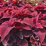  Coleus 'Oxblood'