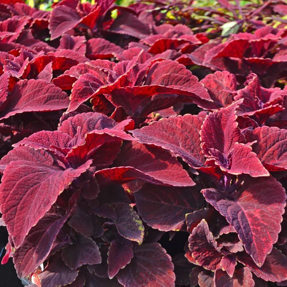 Coleus 'Oxblood'