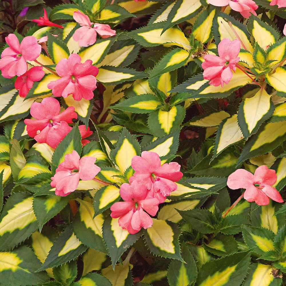 List 93+ Pictures Pictures Of Impatiens Flowers Sharp