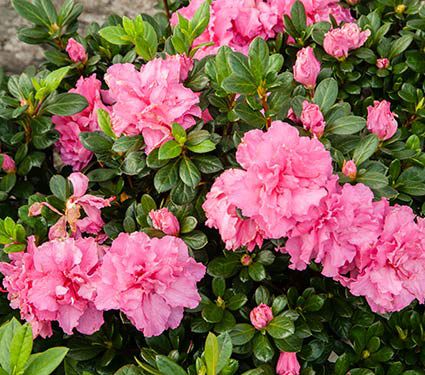 Azalea Bloom-A-Thon® Pink Double