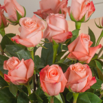  Peach Rose Bouquet - 12 stems