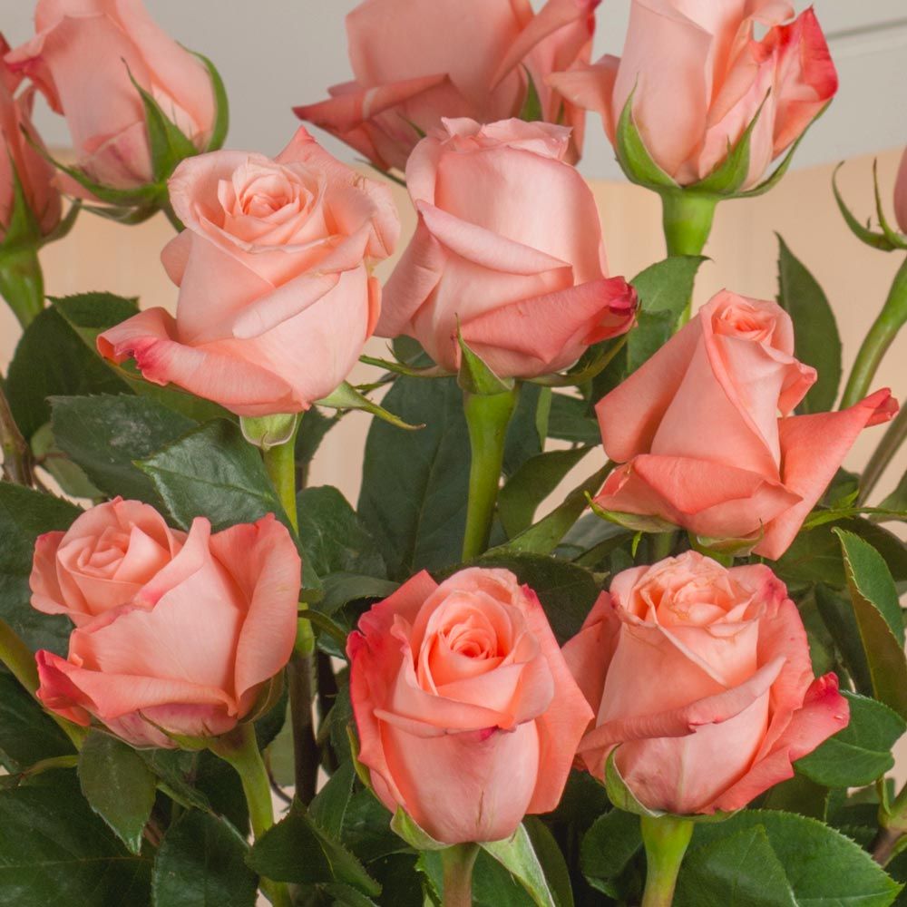 Peach Rose Bouquet - 12 stems