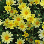  Argyranthemum frutescens 'Butterfly'