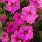  Petunia Supertunia® Vista Bubblegum®