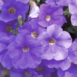  Petunia Surfinia® Sky Blue