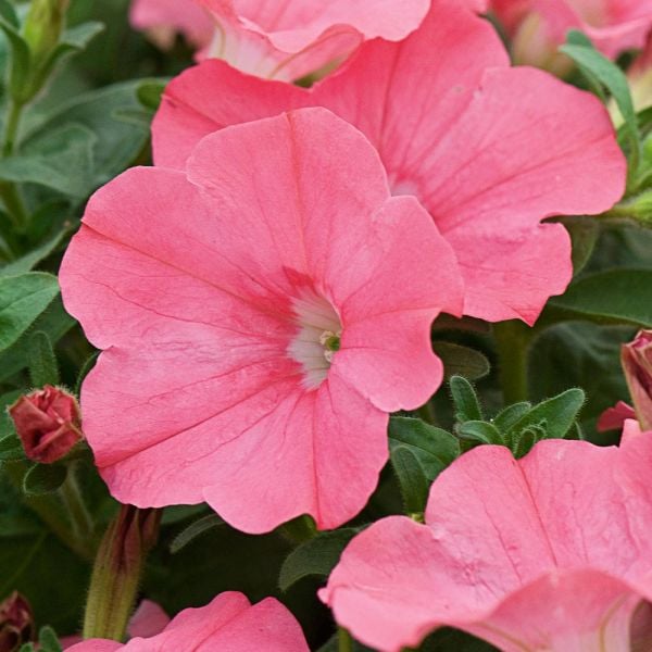 Petunia Supertunia Bermuda Beach White Flower Farm
