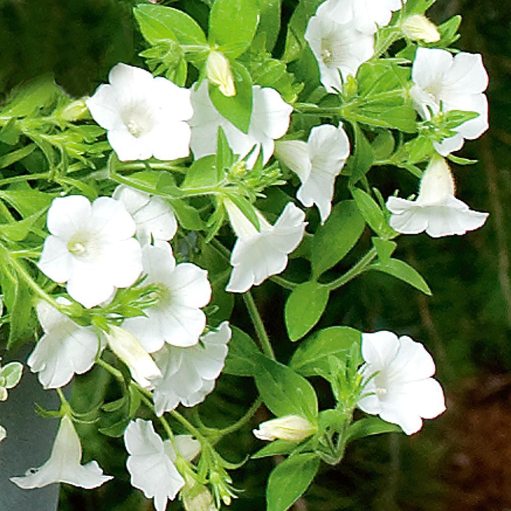 Petunia Blanket White White Flower Farm