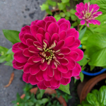  Zinnia elegans 'Benary's Giant Wine'