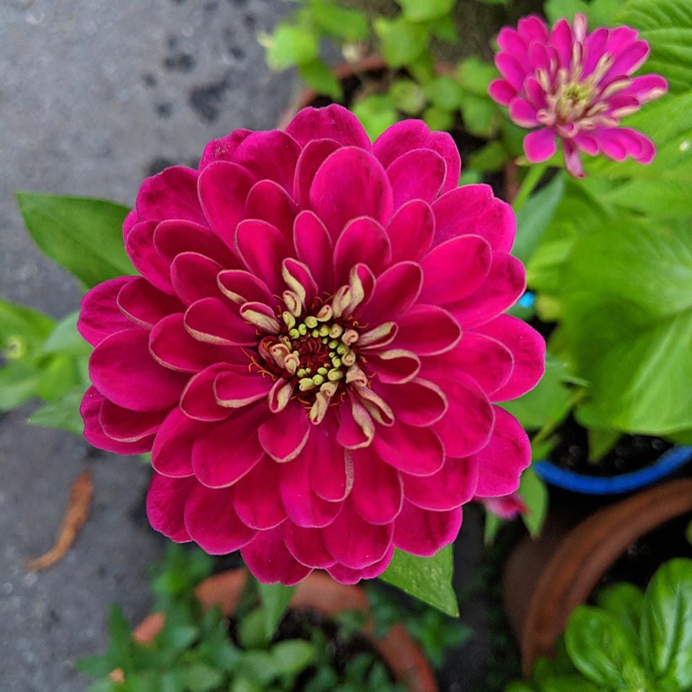 Zinnia elegans 'Benary's Giant Wine'