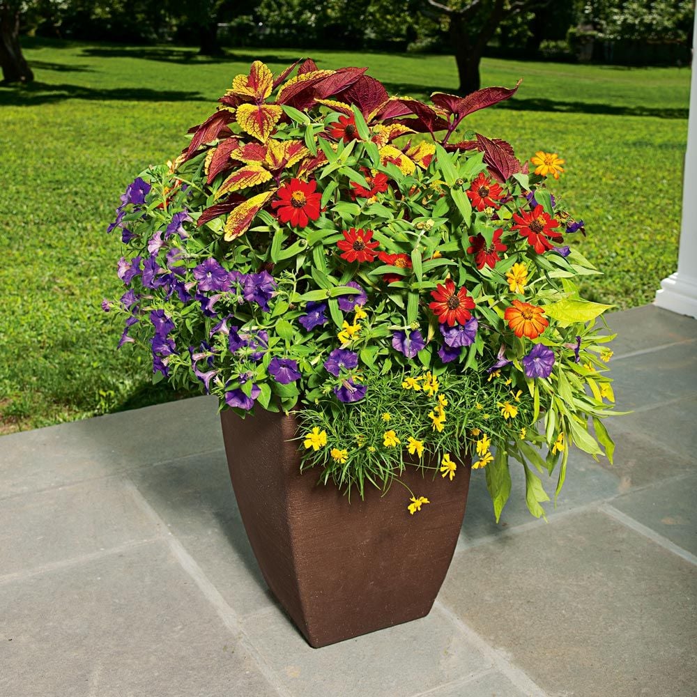 Color Play Container Garden