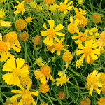  Helenium amarum 'Dakota Gold'