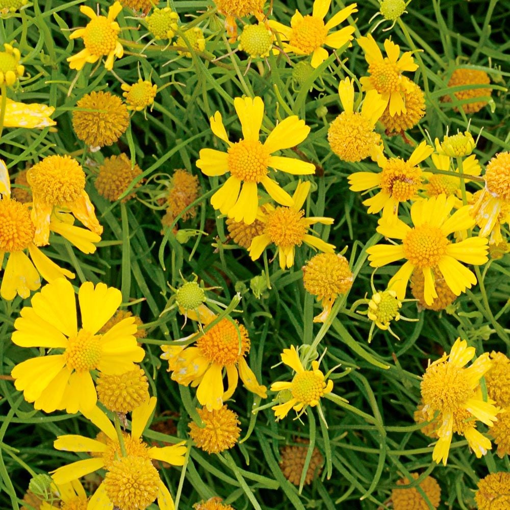 Helenium amarum 'Dakota Gold'