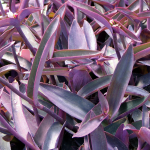  Tradescantia pallida 'Purple Queen'