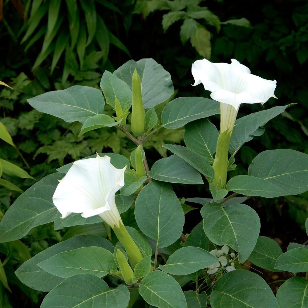 Datura metel 'Belle Blanche'