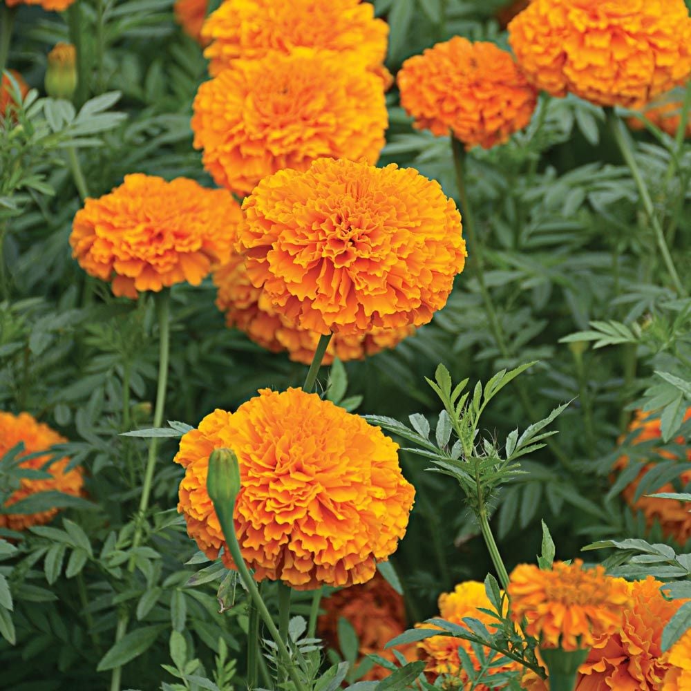 Tagetes erecta 'Giant Orange'