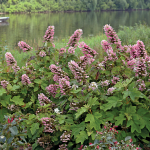  Hydrangea quercifolia Gatsby Pink®