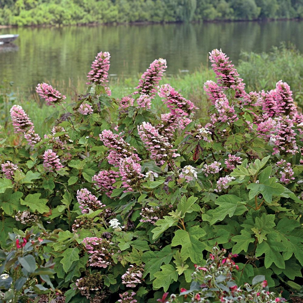 Hydrangea quercifolia Gatsby Pink®