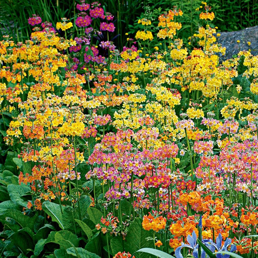 North Hill Strain Primulas | White Flower Farm