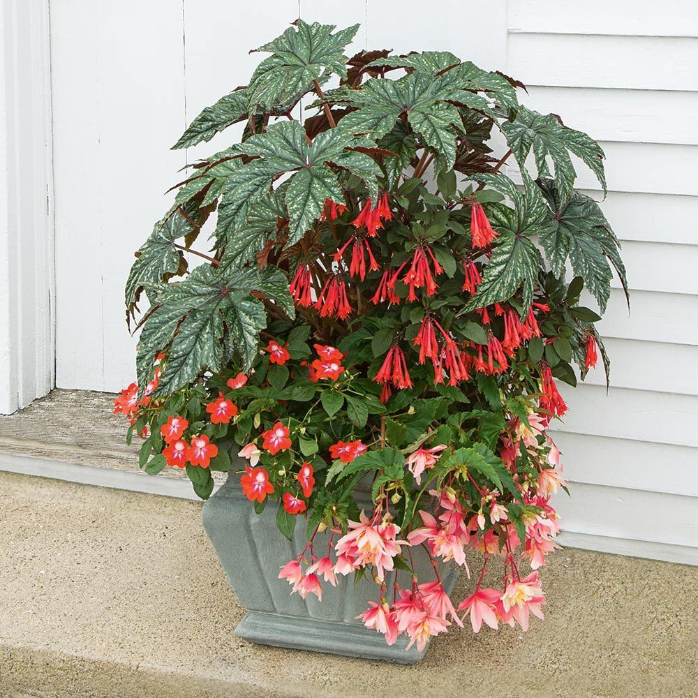 Only Annuals White Flower Farm