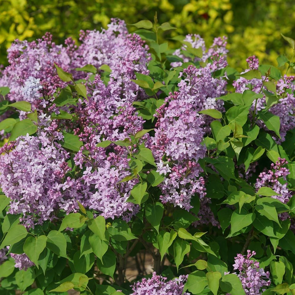 Syringa x hyacinthiflora Scentara® Pura