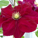  Clematis Charmaine™ Regal®