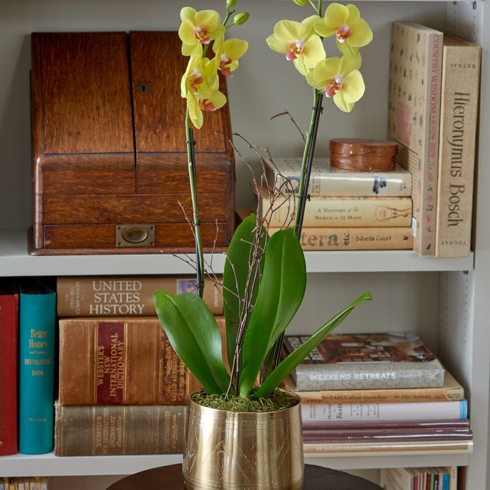 Yellow Moth Orchid in golden metal cachepot