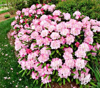 Rhododendron 'Yaku Prince'