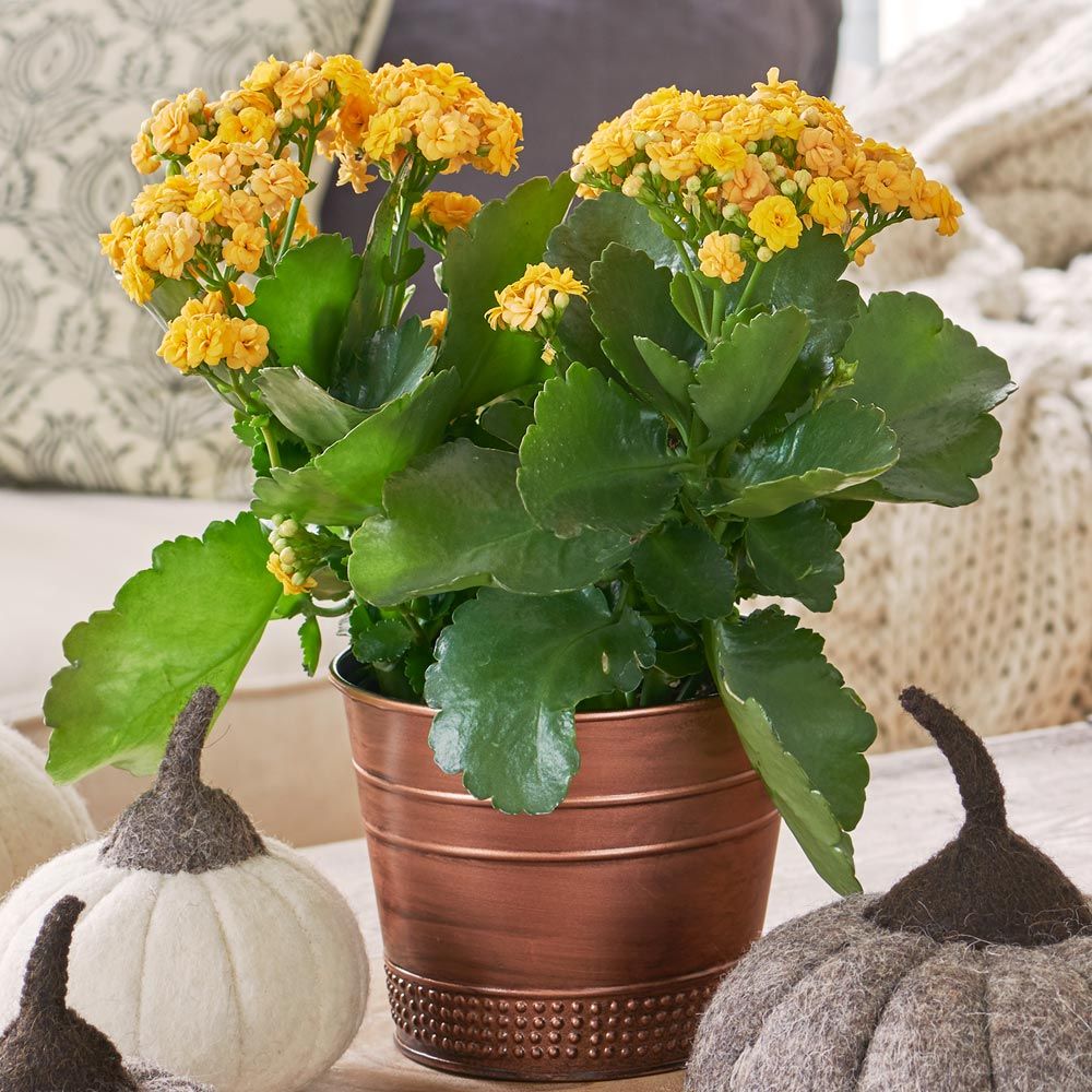 Yellow Kalanchoe in copper-toned cachepot