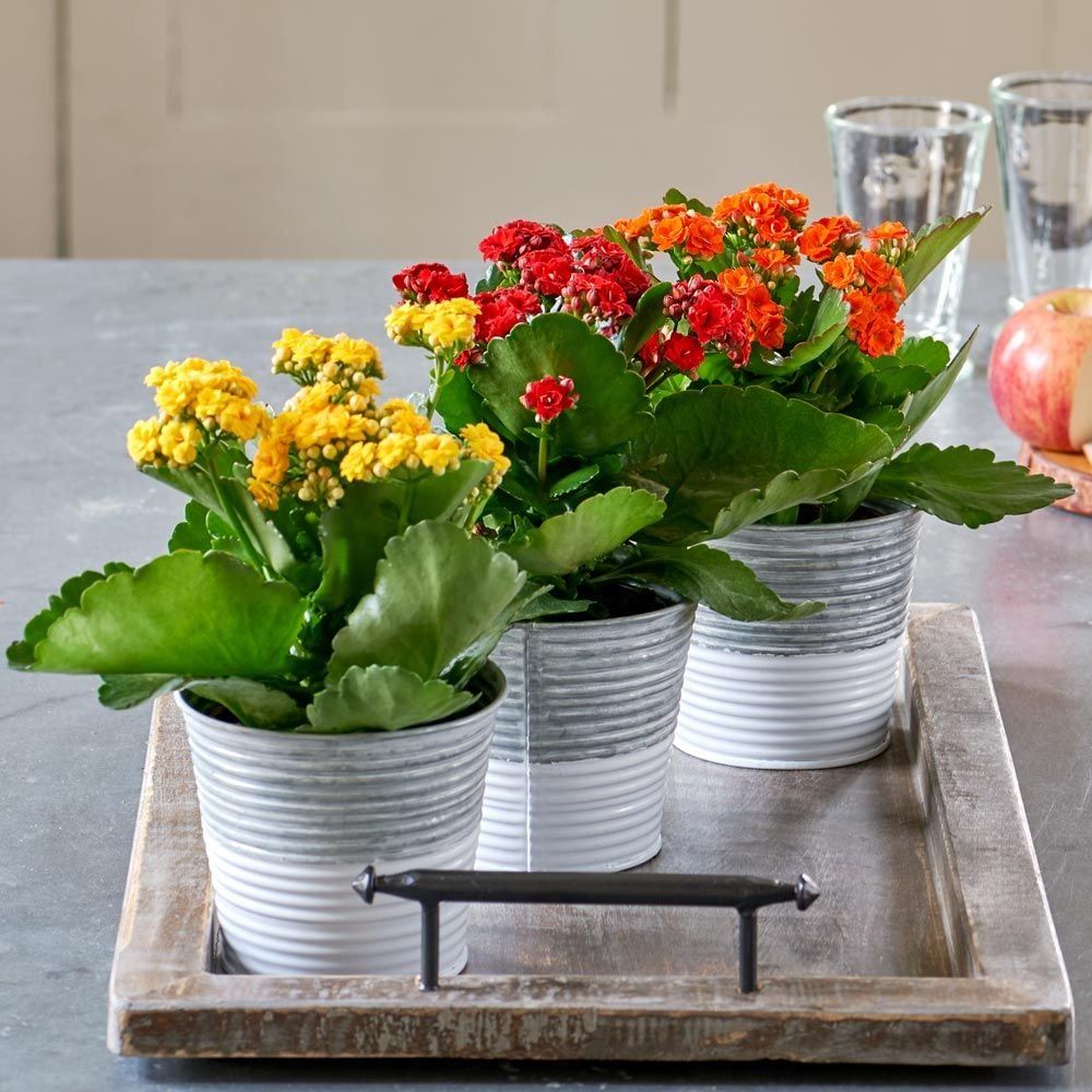 Brilliant Autumn Kalanchoe Trio