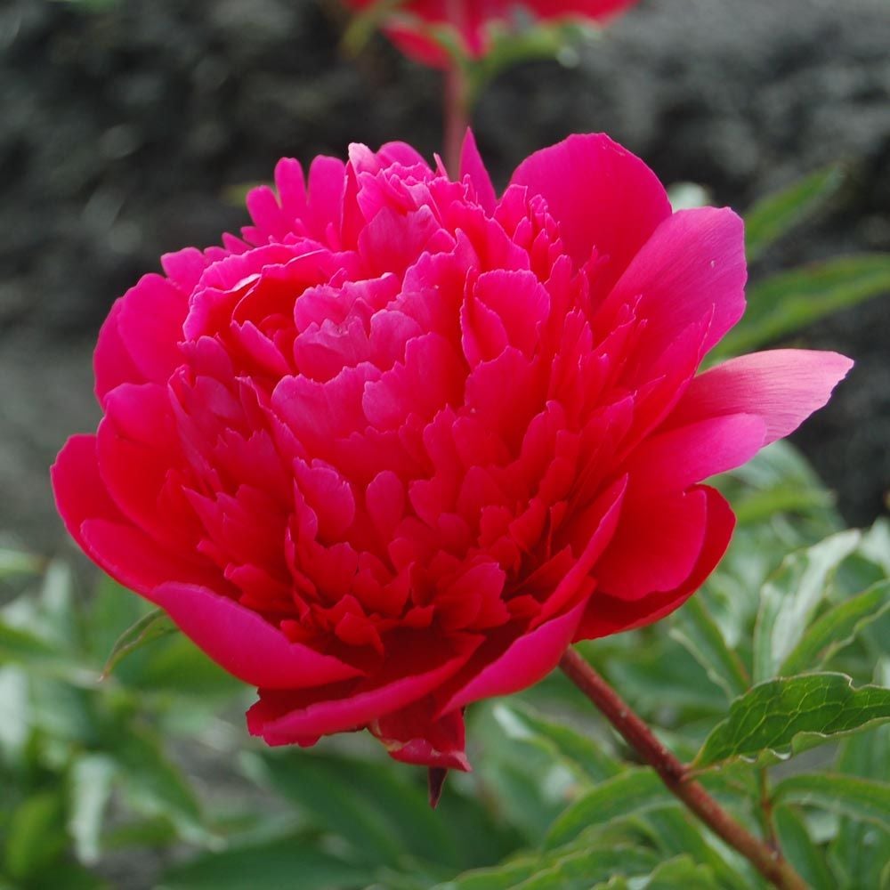 Peony 'Many Happy Returns'