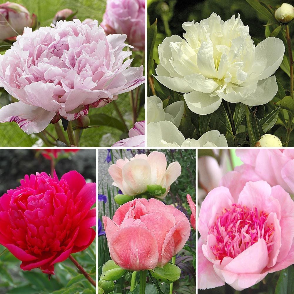 The Peony Parade Collection White Flower Farm