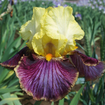  Iris germanica 'Payback Time'