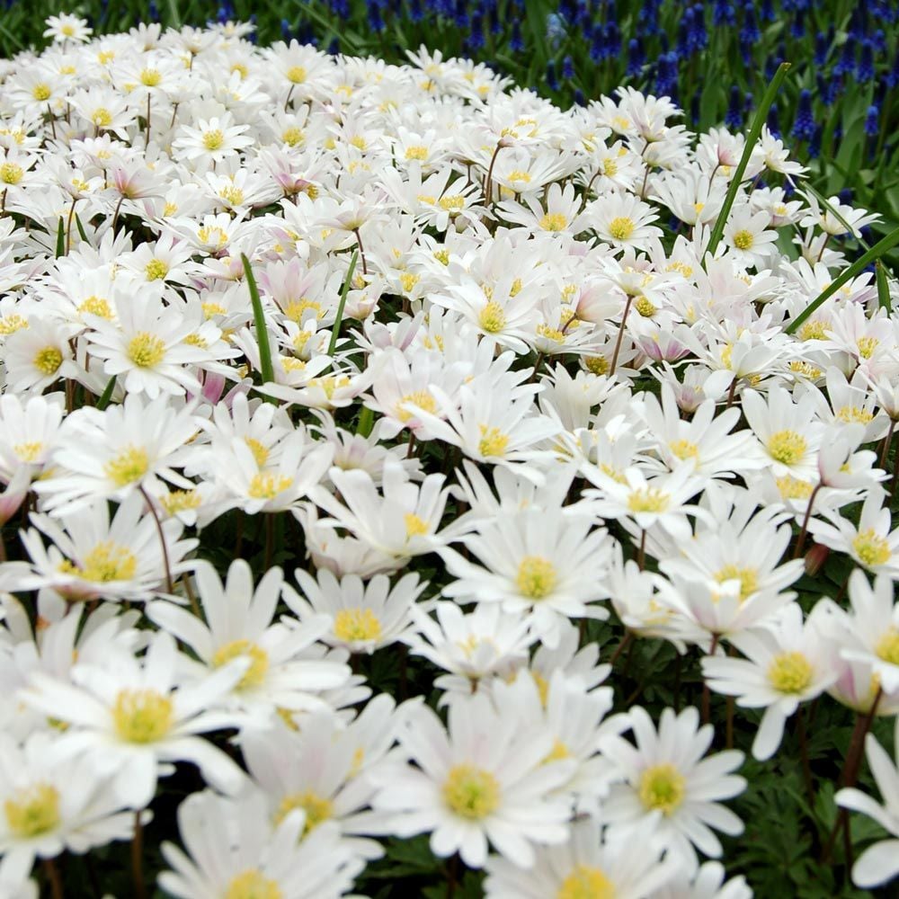 Anemone blanda 'White Splendour'