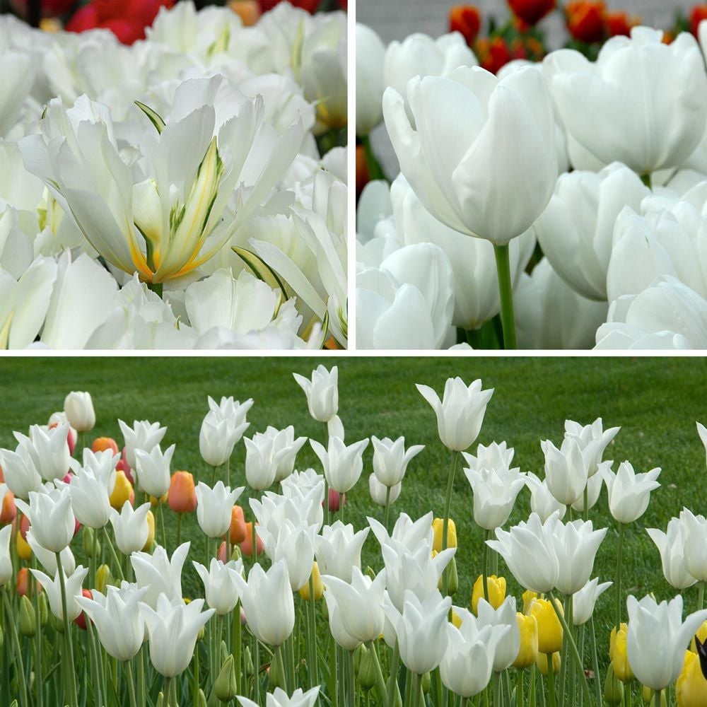 Long-Season White Tulip Cutting Garden