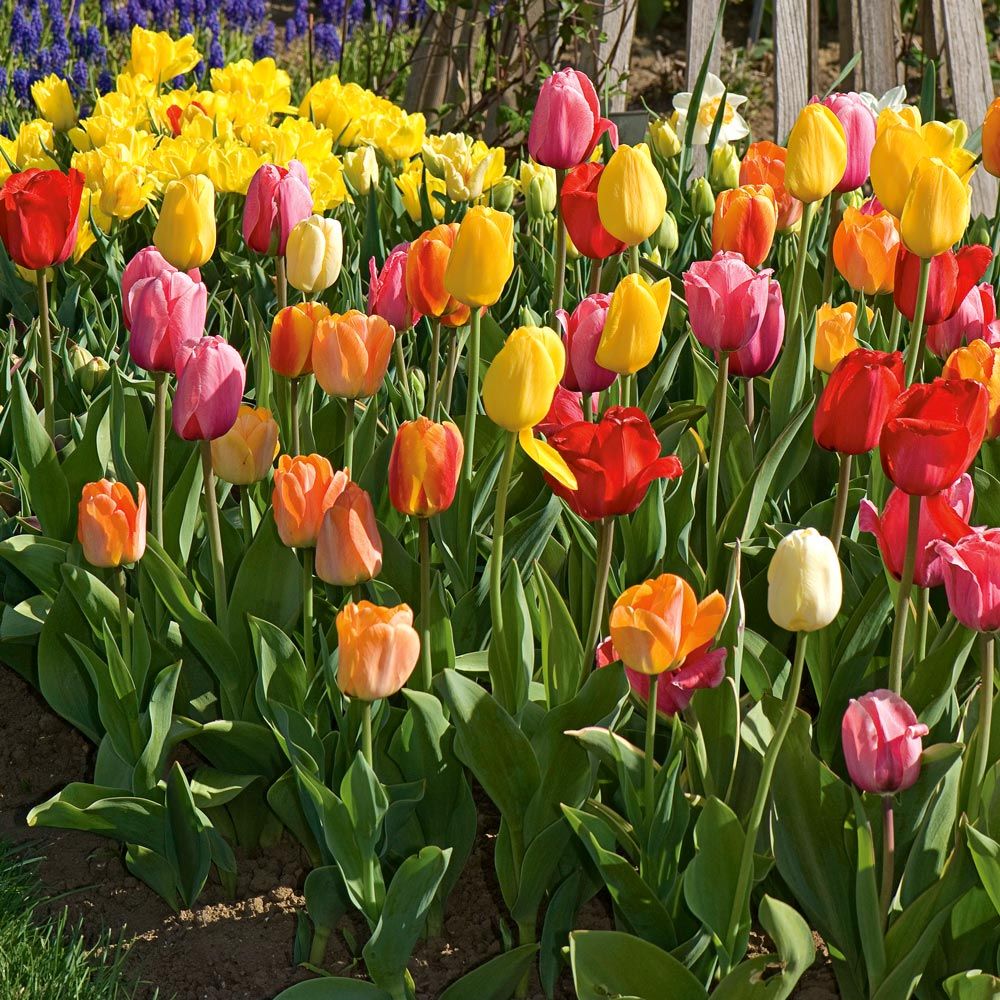 White Flower Farm Perennial Tulip Collection, 72 bulbs White Flower Farm