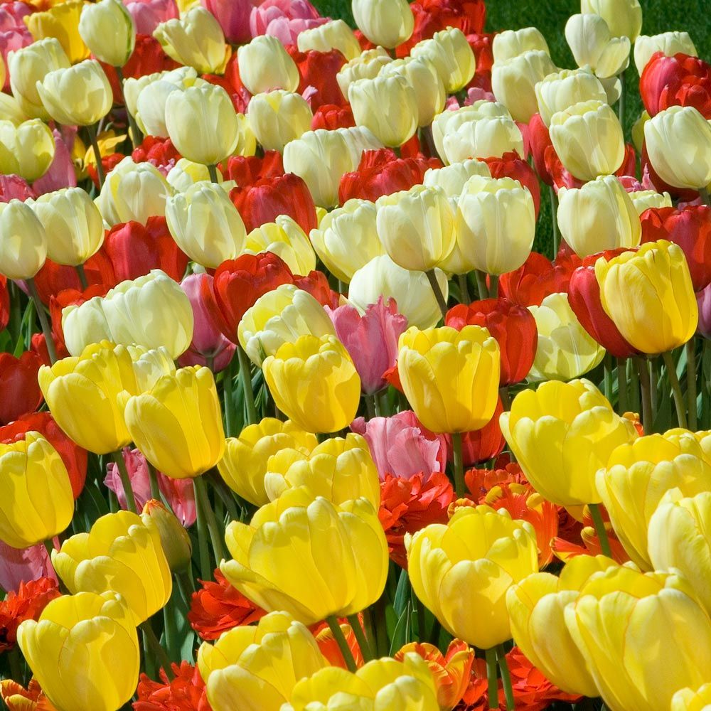 White Flower Farm Perennial Tulip Collection, 72 bulbs White Flower Farm